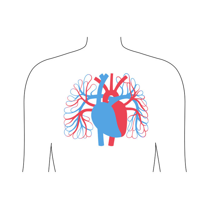 心臓と肺